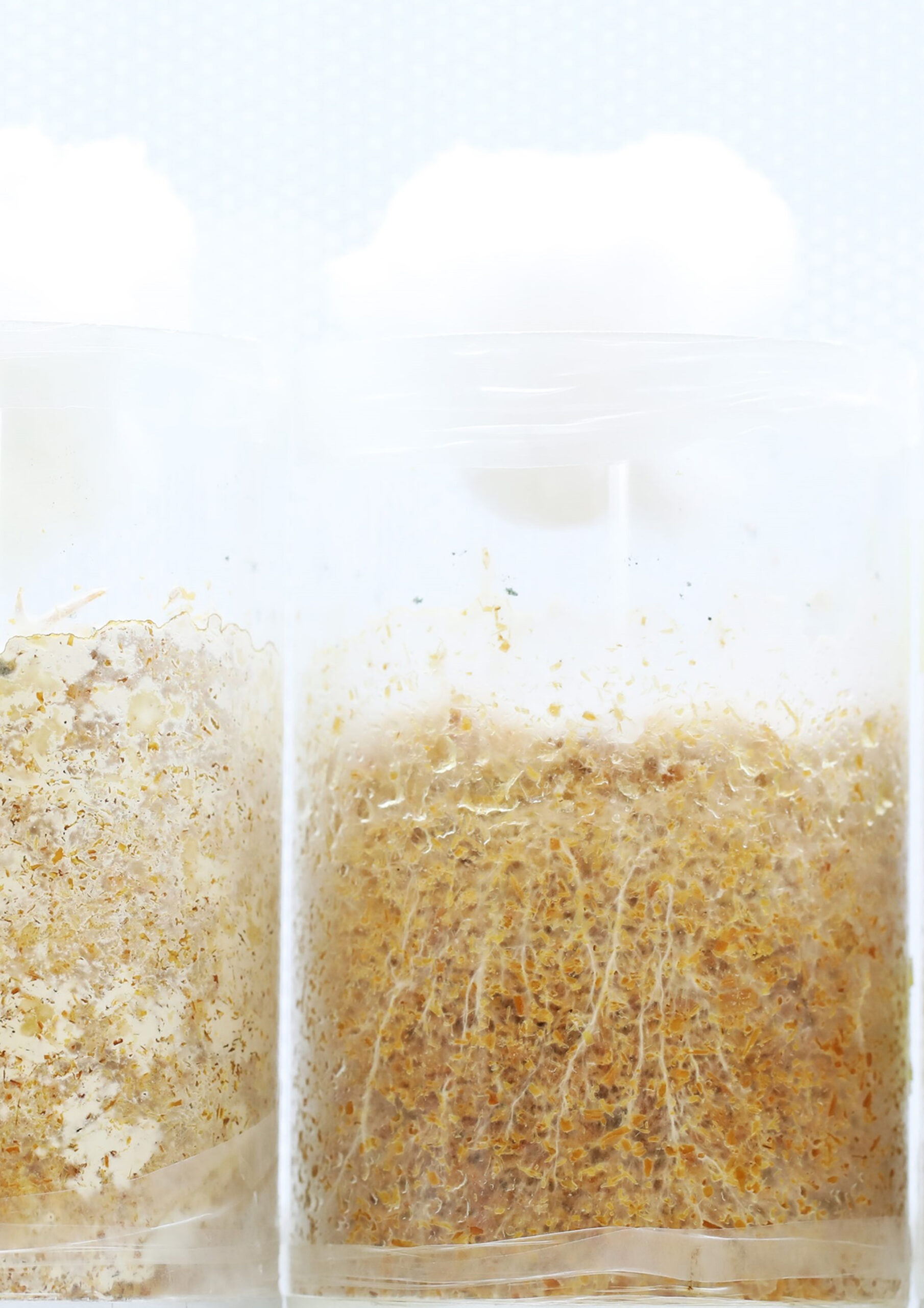 Image depicting samples with growing mycelium